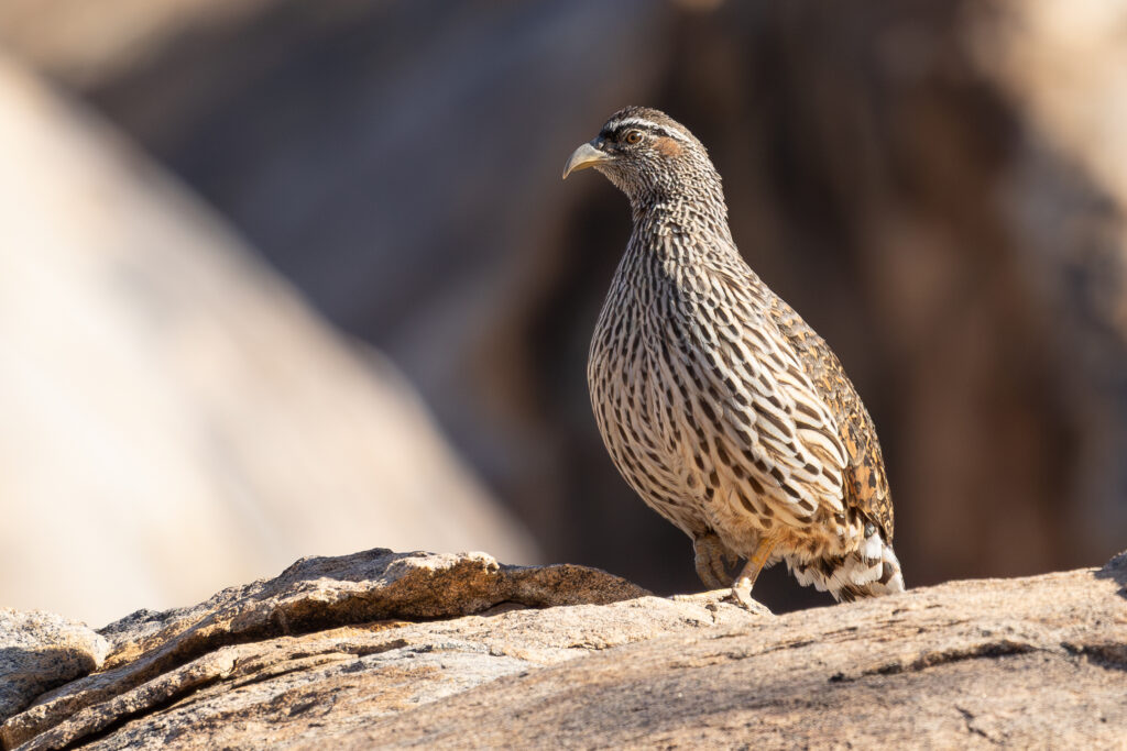 4w1a1117 enhanced nr