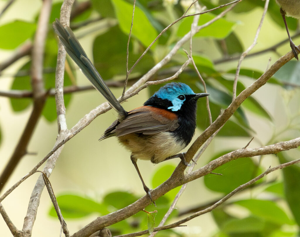 4w1a1571 enhanced nr 2