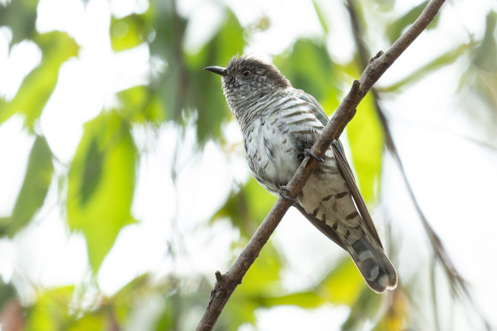 4w1a1634 enhanced nr