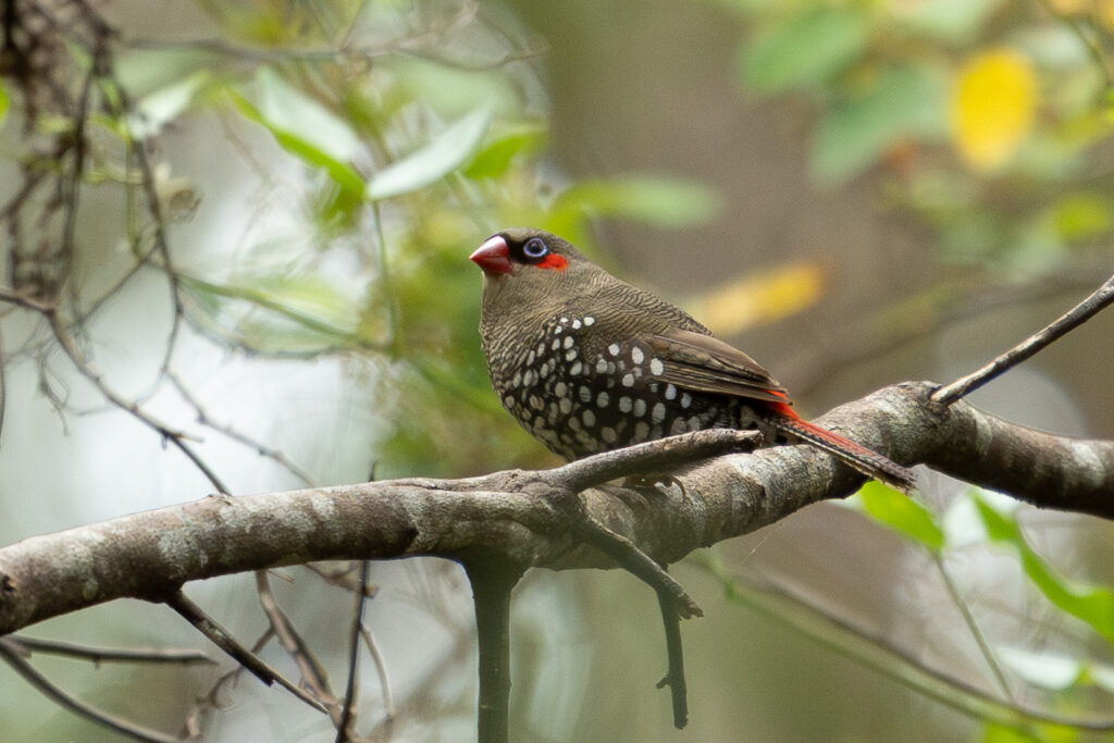 4w1a1652 enhanced nr