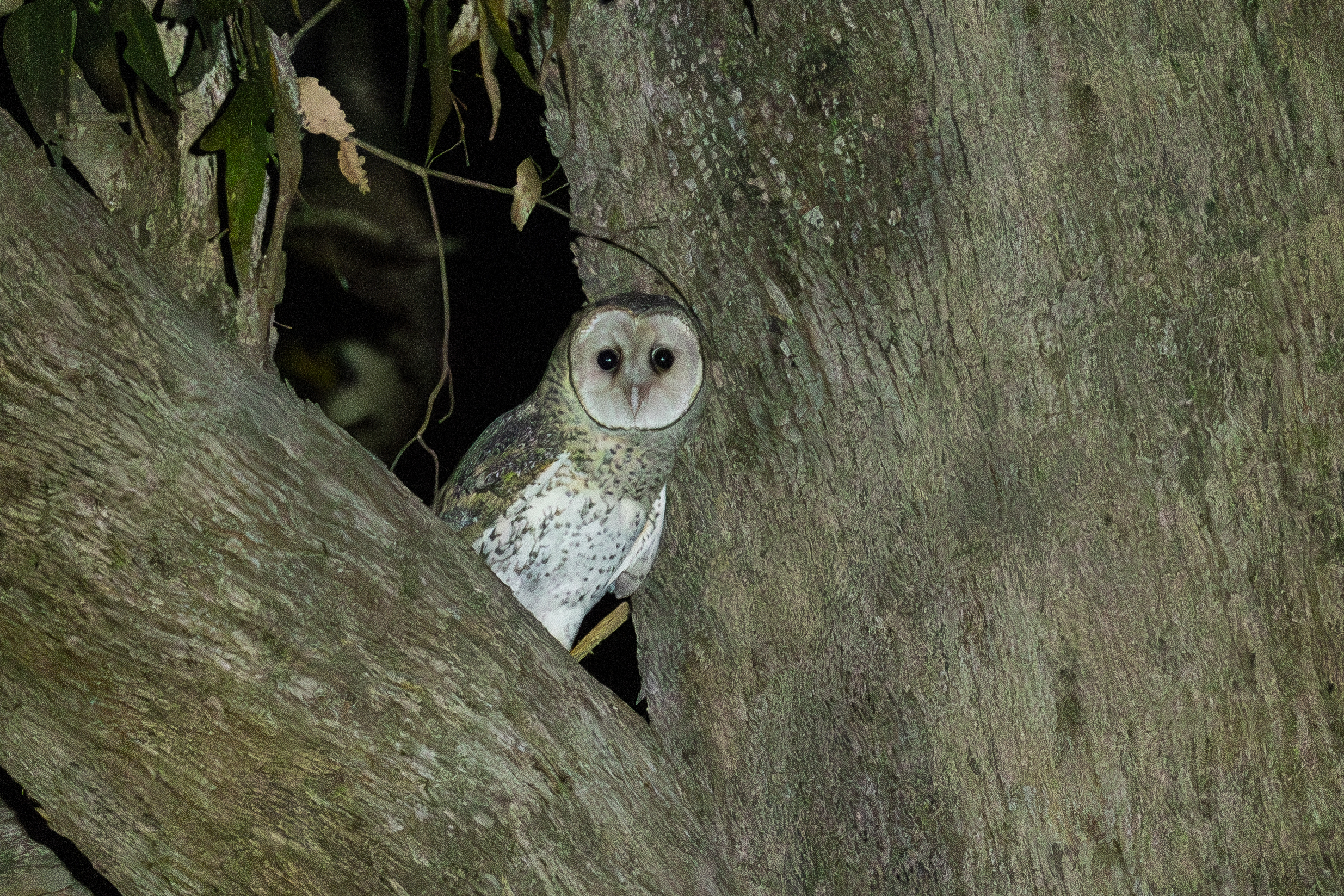 4w1a2310 enhanced nr