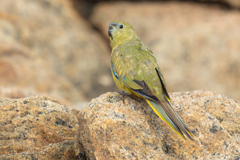 4w1a2366 enhanced nr