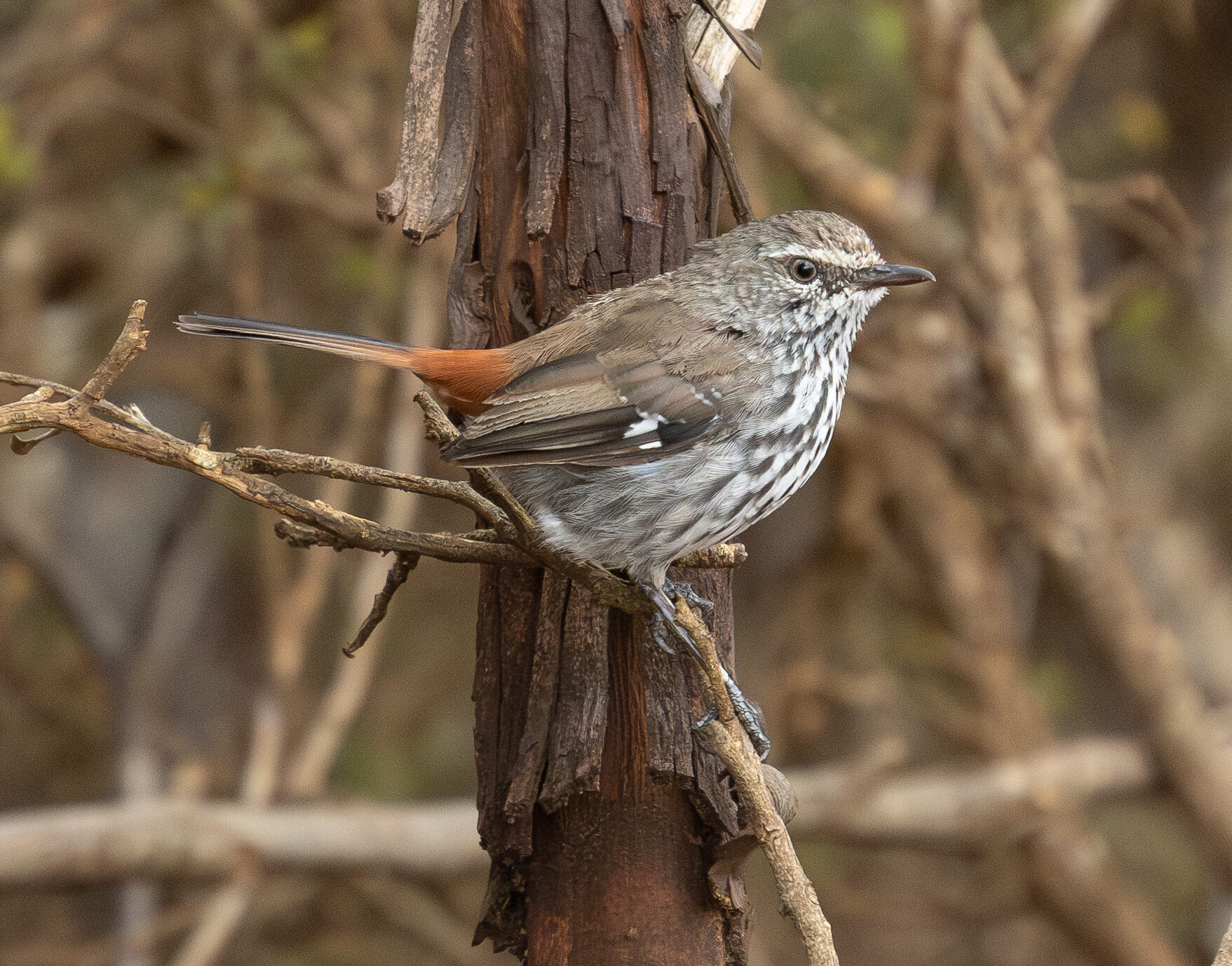 4w1a3705 enhanced nr