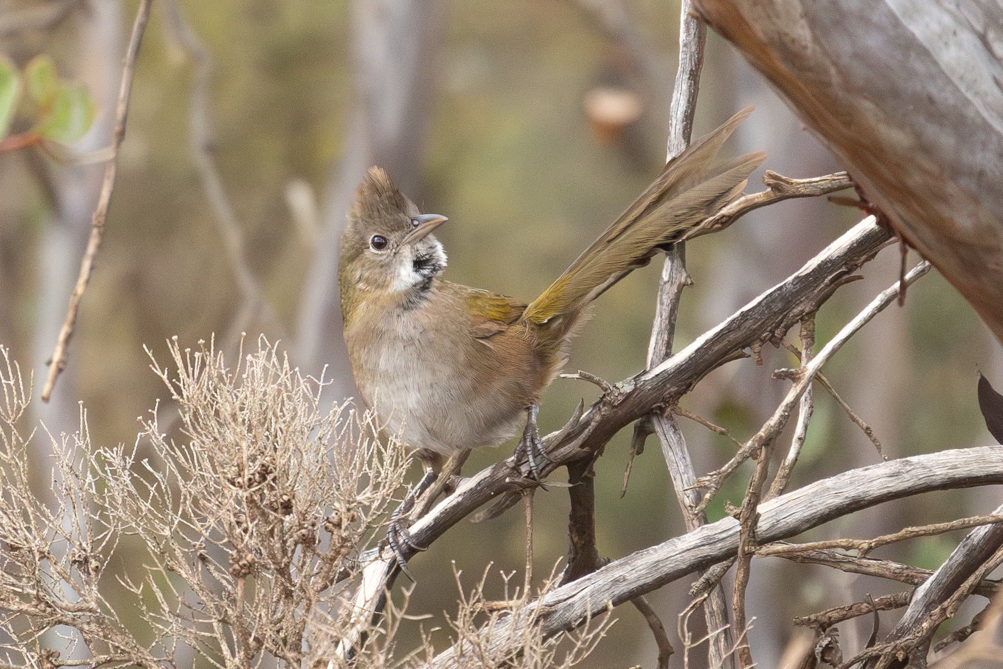 4w1a3760 enhanced nr