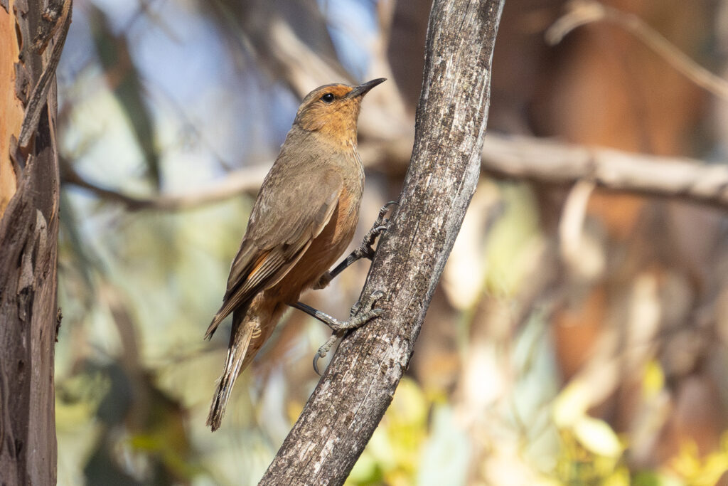 4w1a4150 enhanced nr