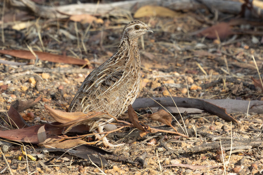 4w1a4232 enhanced nr