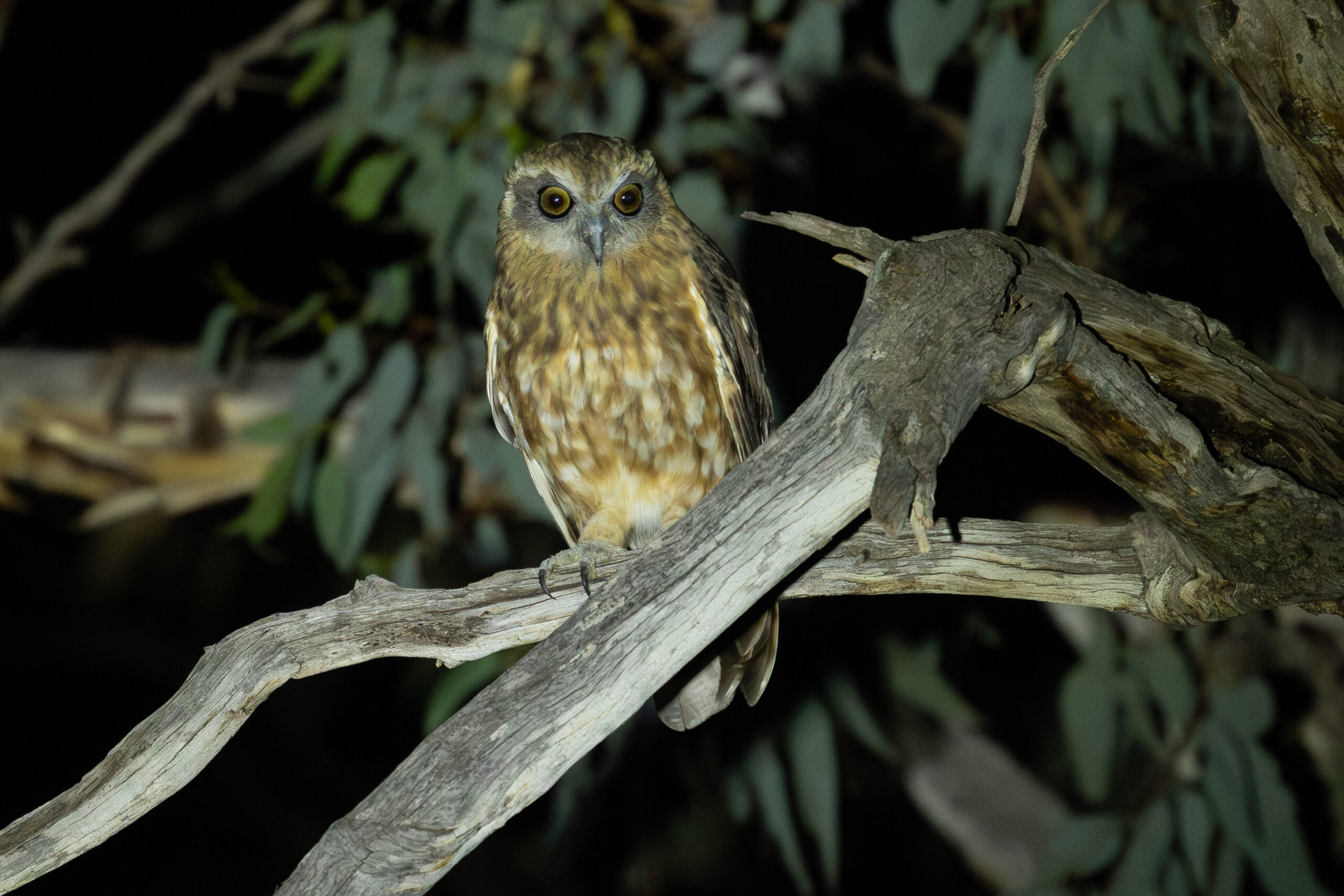 4w1a4529 enhanced nr