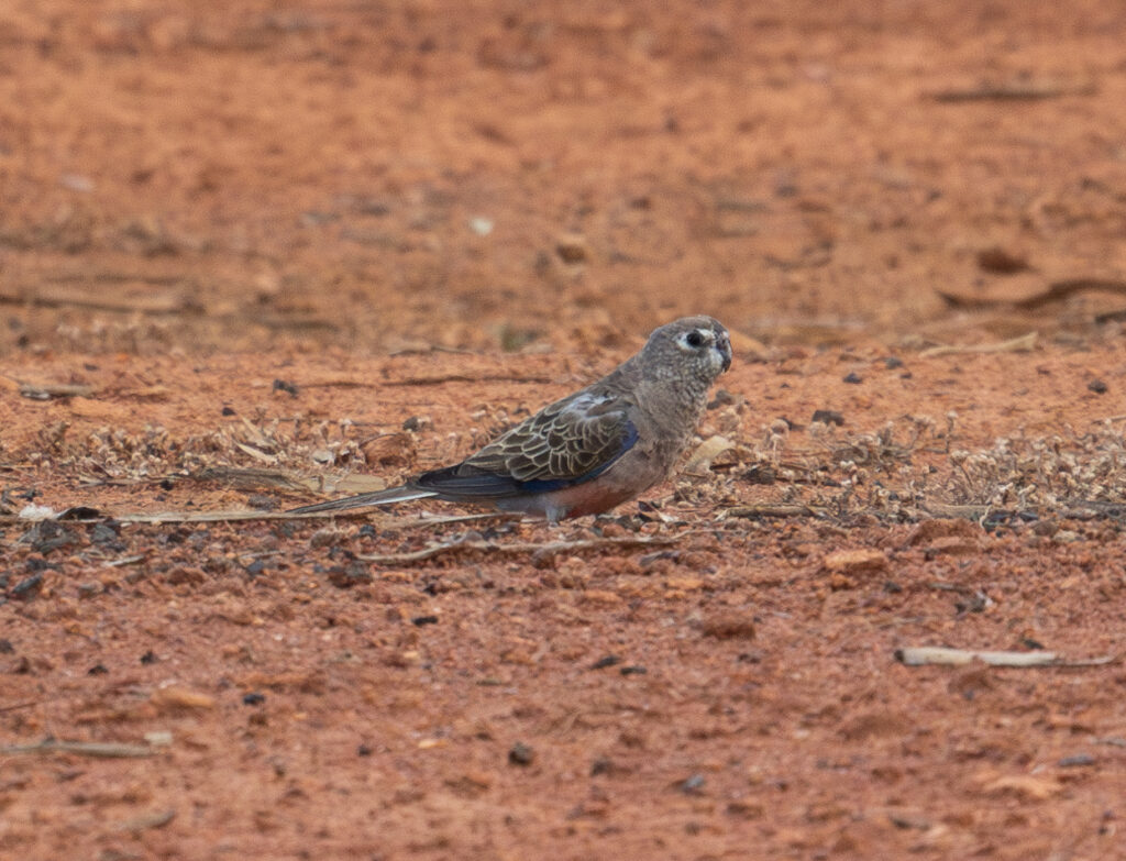 4w1a4857 enhanced nr