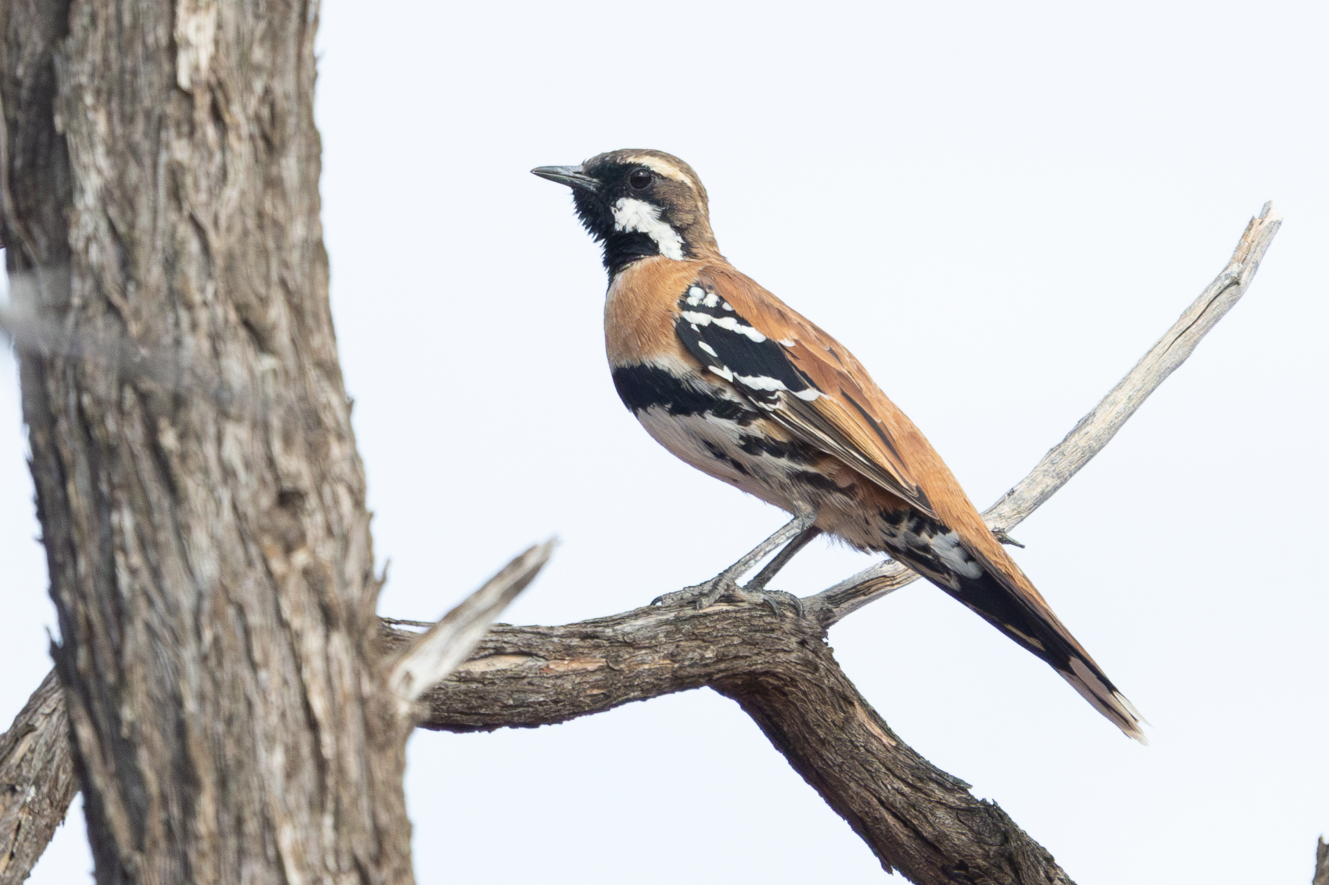 4w1a4920 enhanced nr