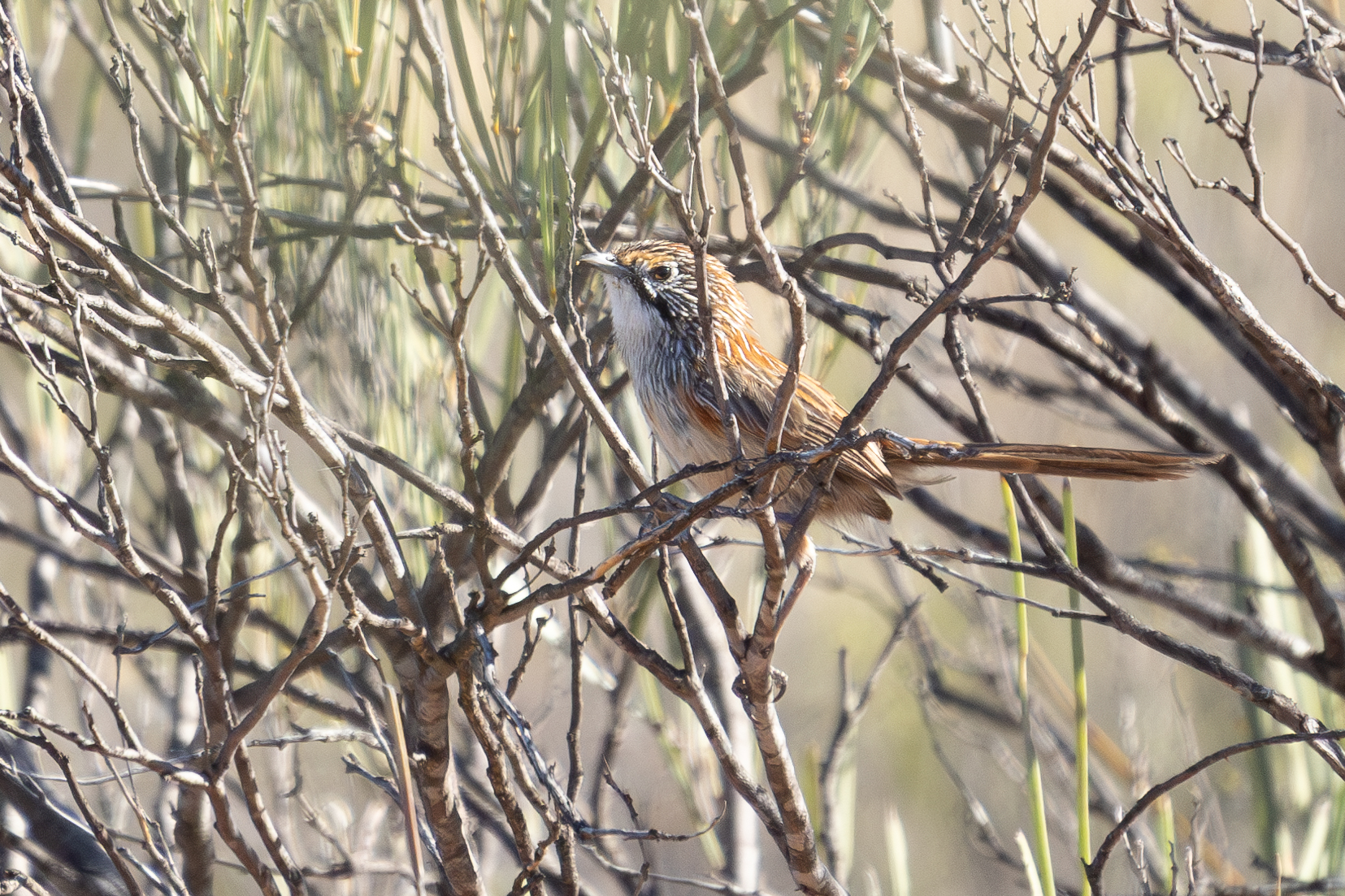 4w1a5172 enhanced nr