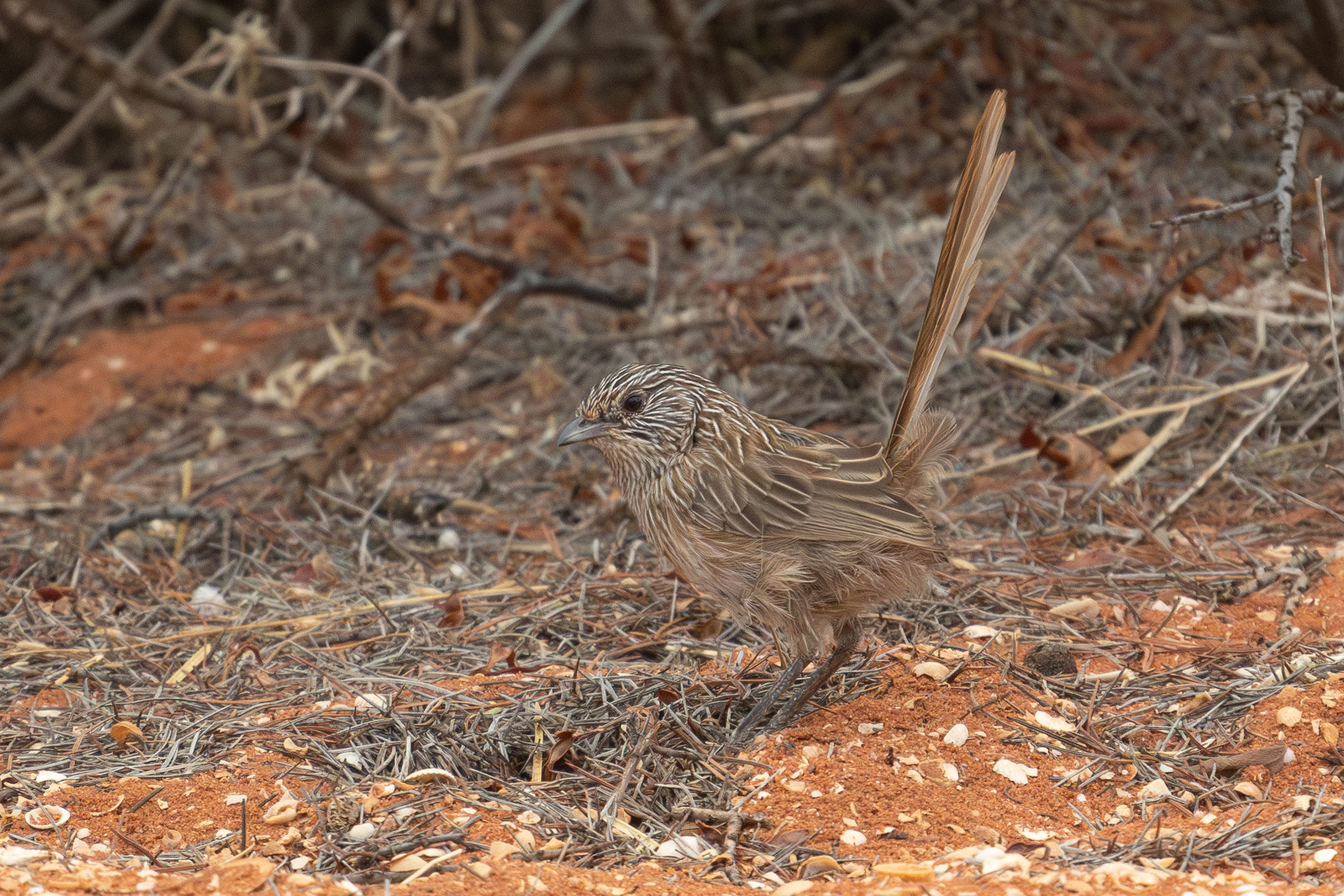 4w1a5853 enhanced nr