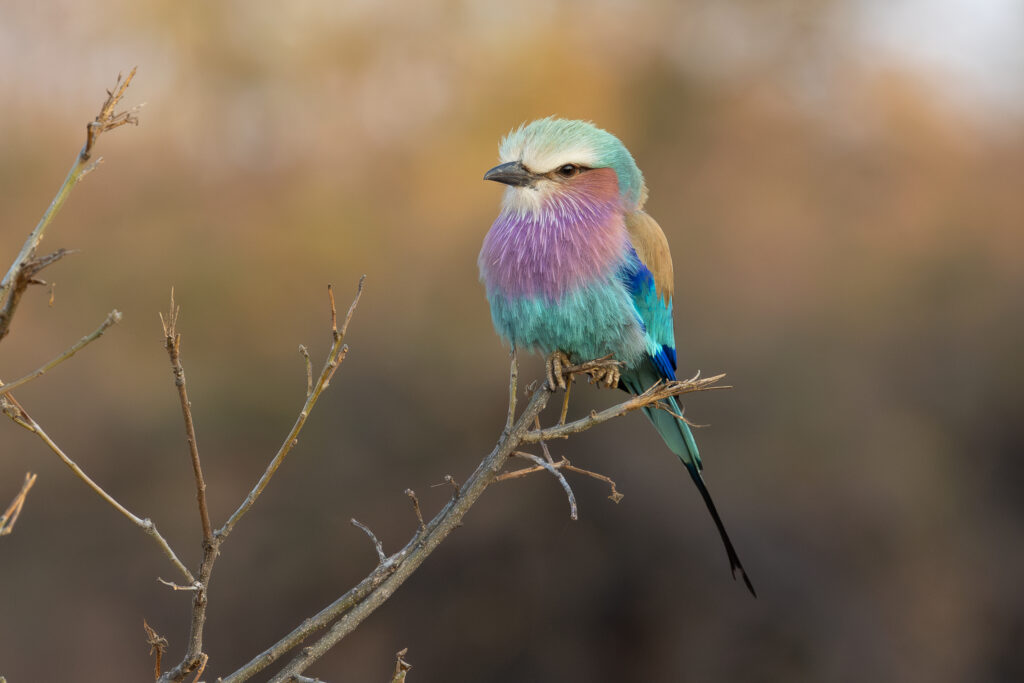 4w1a7922 enhanced nr